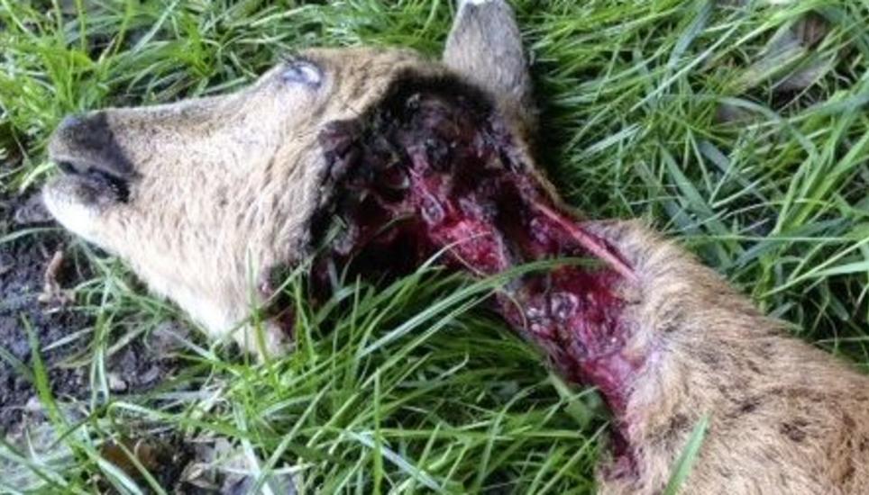 Im Wald muss der Hund bei Fuss laufen Schaffhauser Nachrichten