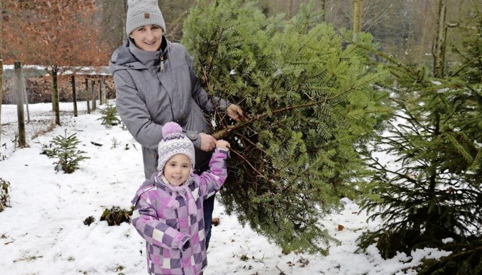 Es war nicht das erste Mal, dass Beatrice Widmer beim Engeweiher einen Christbaum holte. Diese Jahr suchte sie zusammen mit Tochter Livia einen Baum aus. Die Wahl fiel auf eine Rottanne. Bilder: Selwyn Hoffmann