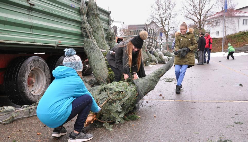 Um die Katze nicht im Sack zu kaufen, packen diese drei Mädchen den Baum erst aus. Erstmals holen sie ihn ohne Eltern ab und schleppen ihn durchs Dorf. Bild: Mark Gasser