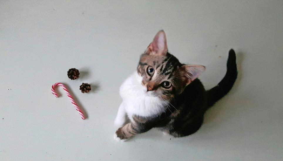 Verwandtenbesuch oder Ferien auf den Malediven – es gibt viele Gründe, an Weihnachten wegzufahren. Haustiere können nicht in jedem Fall mit. Bild: Eva Kunz