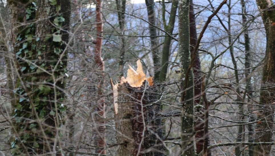 Dieser Baum hat den Sturm Burglind nicht überlebt. Die Schüler aus Wilchingen, Hallau und Trasadingen hatten zum Schutz schulfrei. Bild: Janosch Tröhler
