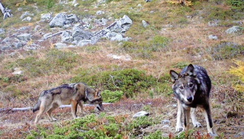 Zwei Wölfe des im Augstbordgebiet im Oberwallis ansässigen Rudels, aufgenommen im November 2016 durch eine Fotofalle der Gruppe Wolf Schweiz. Bild: Key