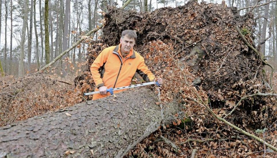 Revierförster Urs von Burg vermisst eine umgekippte Fichte mit einem Durchmesser von rund 55 Zentimetern. Bild: Selwyn Hoffmann