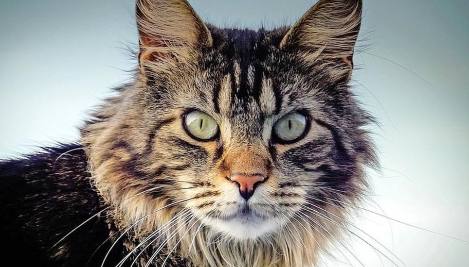 Gesucht Werden Grune Augen Und Tigerfell Schaffhauser Nachrichten