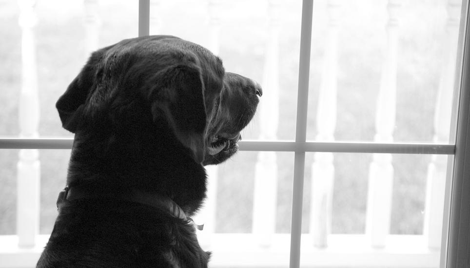 Die Frage stellen sich viele Tierfreunde: Was passiert mit meinem Haustier, sollte mir was passieren? Bild: Pixabay