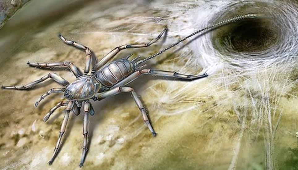 Die Chimerarachne yingi wurde in einem Bernstein entdeckt. Bild: University of Kansas
