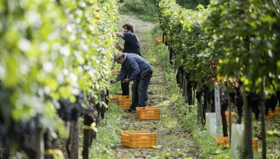Erntehelfer beim Weinlesen in einem Rebberg in Bellinzona im September 2017. In der italienischen Schweiz konnten 77 Prozent der Menge des Vorjahrs geerntet werden. Bild: Key