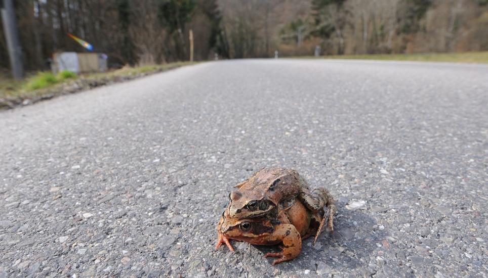 Nicht nur die Krötenwanderung macht Autofahrern auf dem Kistenpass das Leben schwer. Bild: SHPol
