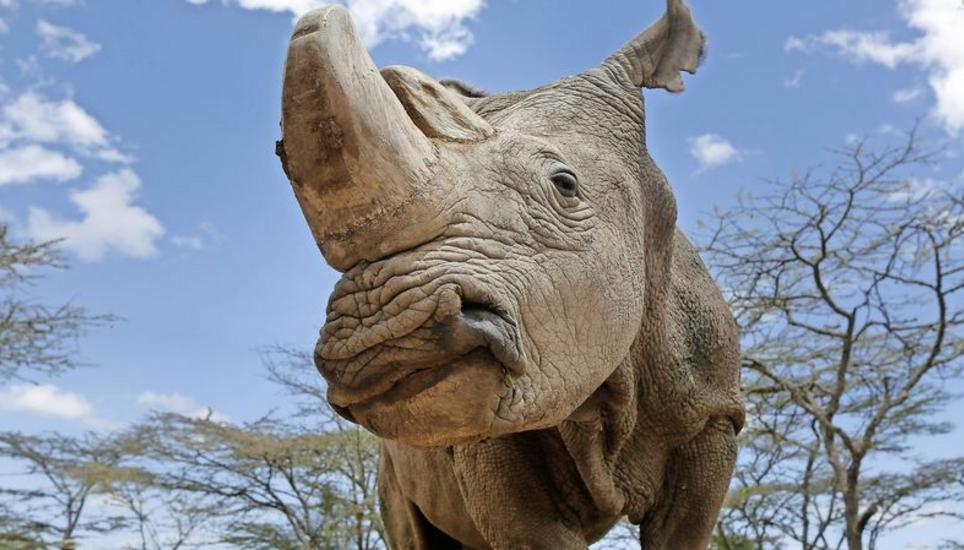 Sudan war das letzte männliche Nördliche Breitmaulnashorn der Welt. Bild: Key