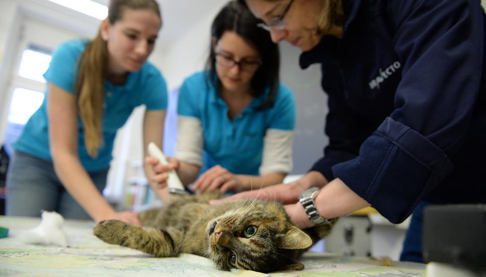 Katzenkastration - frewilliger oder auferlegter Eingriff? Bild: Selwyn Hoffmann