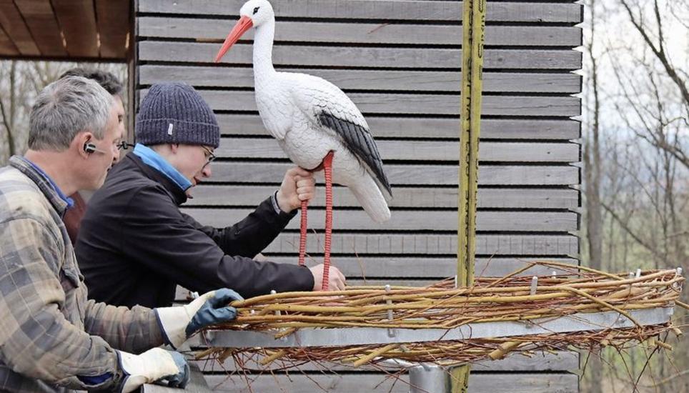 Ein Lockstorch soll ein Storchenpaar auf das Nest aufmerksam machen und entsprechend anlocken. BILD ZVG
