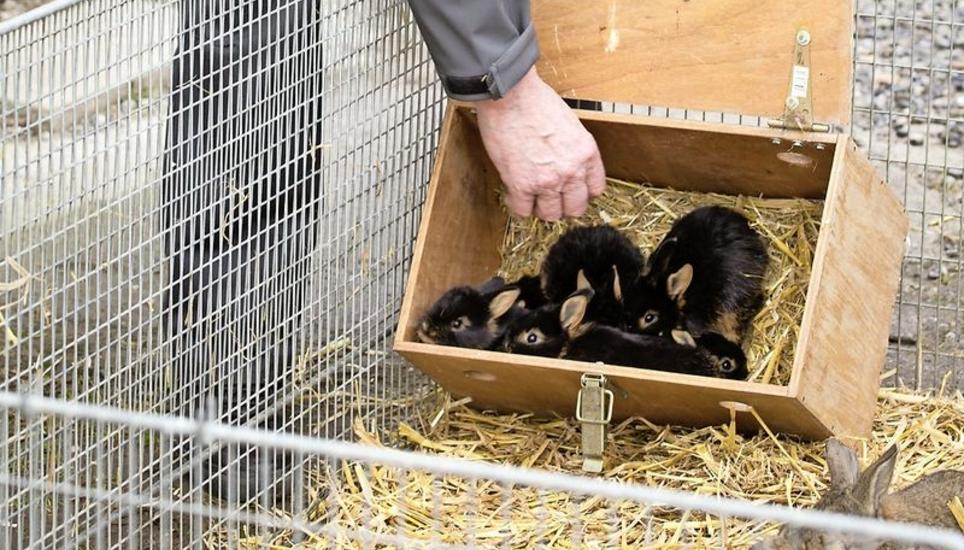 Ab in den Auslauf: Lohfarben sind diese kleinen Kaninchen.