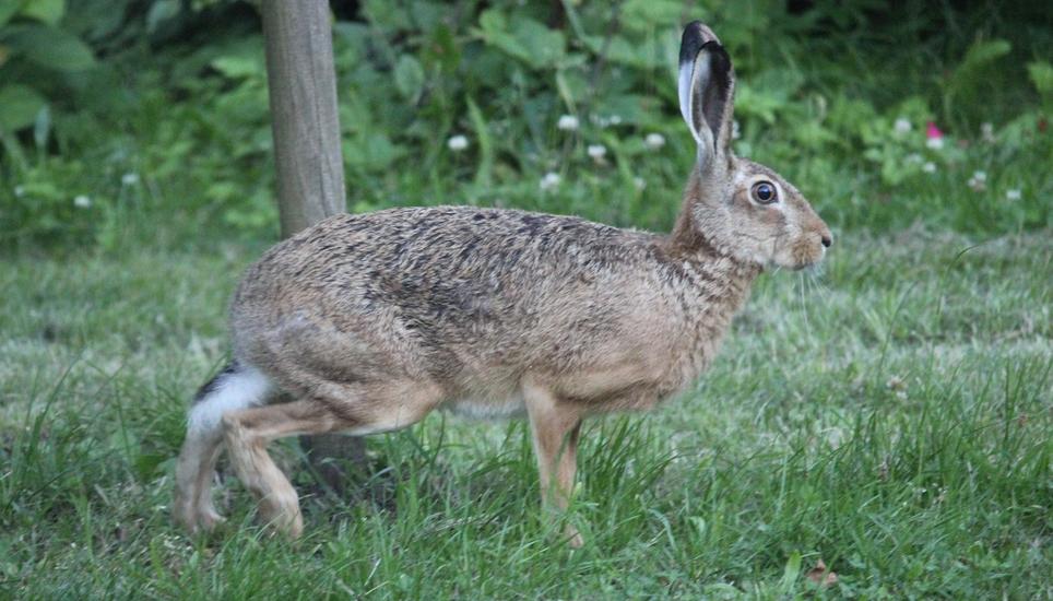 Immer mehr Feldhasen am Bodensee erkranken an der Hasenpest - diese kann auch für den Menschen tödlich sein. Bild: Pixabay