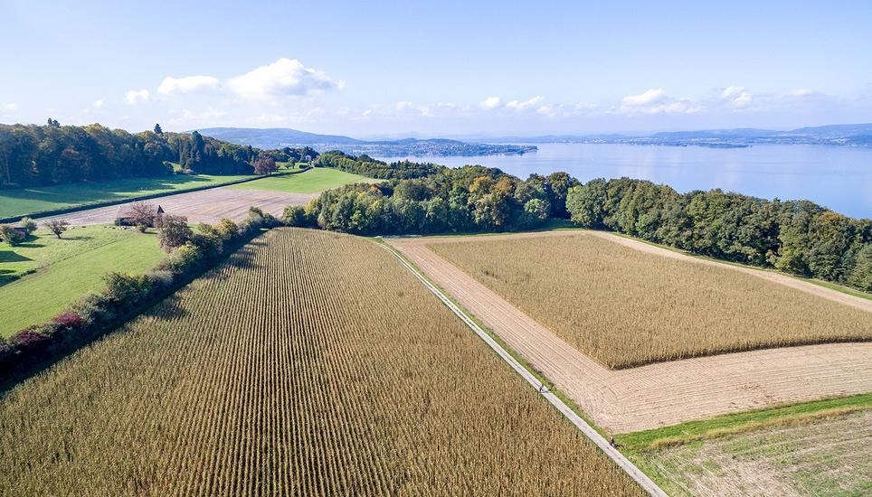 Landwirtschaft kann auf der Anlage bei Langeweile auch betrieben werden.