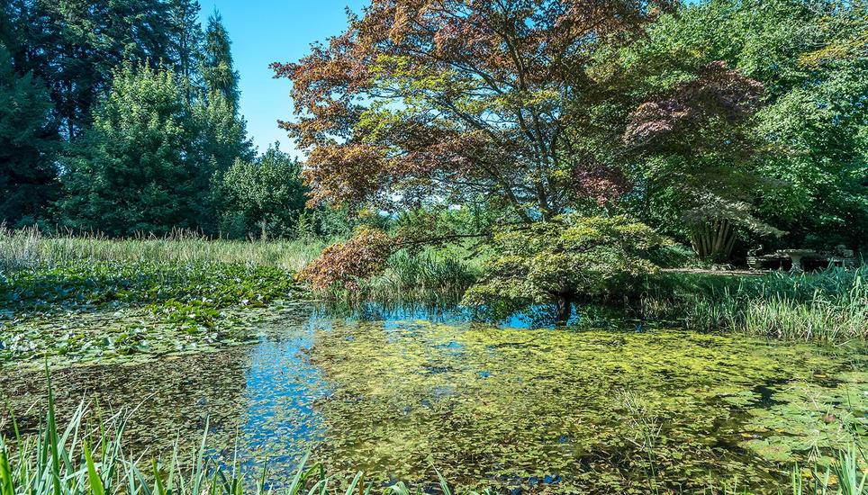 Wer einen grossen Garten sucht, ist hier genau richtig.