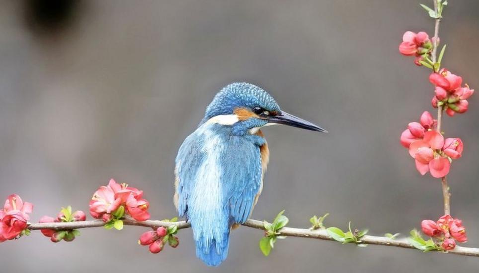 Bis der Eisvogel in Holland im Kasten war, dauerte es mehrere Stunden.