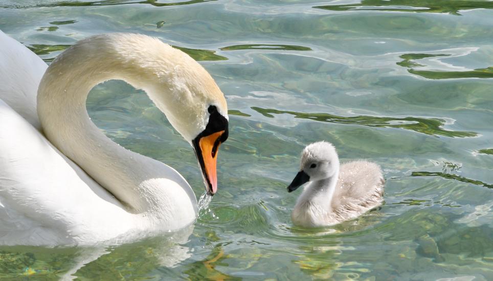 Ein Jungschwan hat den Weg zurück zu seinen Eltern gefunden. Bilder: Bruno Sternegg