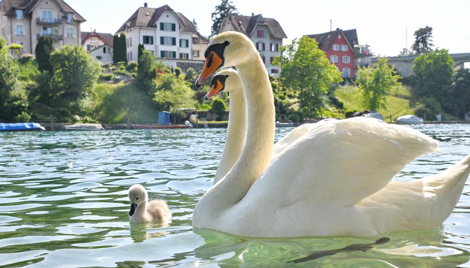 Ein Jungschwan hat den Weg zurück zu seinen Eltern gefunden. Bilder: Bruno Sternegg