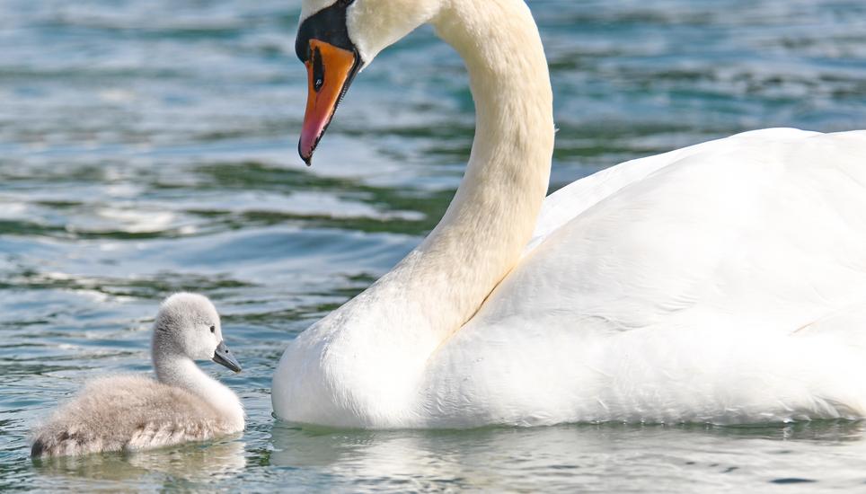 Ein Jungschwan hat den Weg zurück zu seinen Eltern gefunden. Bilder: Bruno Sternegg