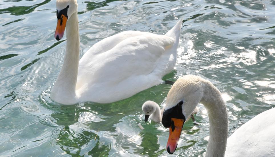 Ein Jungschwan hat den Weg zurück zu seinen Eltern gefunden. Bilder: Bruno Sternegg