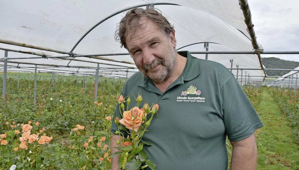 Der Freilandrosenzüchter Beat Sätteli aus Ramsen mit seiner Edelrose Marimba, der ertragreichsten seiner rund 20 Freilandrosensorten. Bild: Urs Oskar Keller