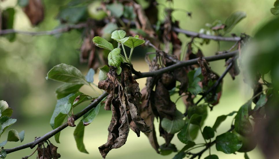 Ein Apfelbaum mit Feuerbrand. Bild: Wikimedia