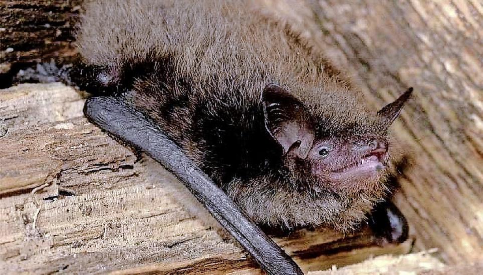 Die Wasserfledermaus ist auch im Kanton Schaffhausen heimisch. Bild: fledermausschutz.ch