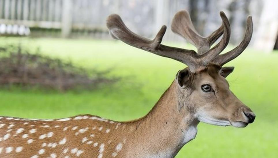 Damhirsche (l.) oder Mufflons? Der Stadtrat hat sich nun nach zwei Jahren Prüfung für die Damhirsche ausgesprochen. Bild: Selwyn Hoffmann / Jörg Hempel – CC-BY-SA 3.0