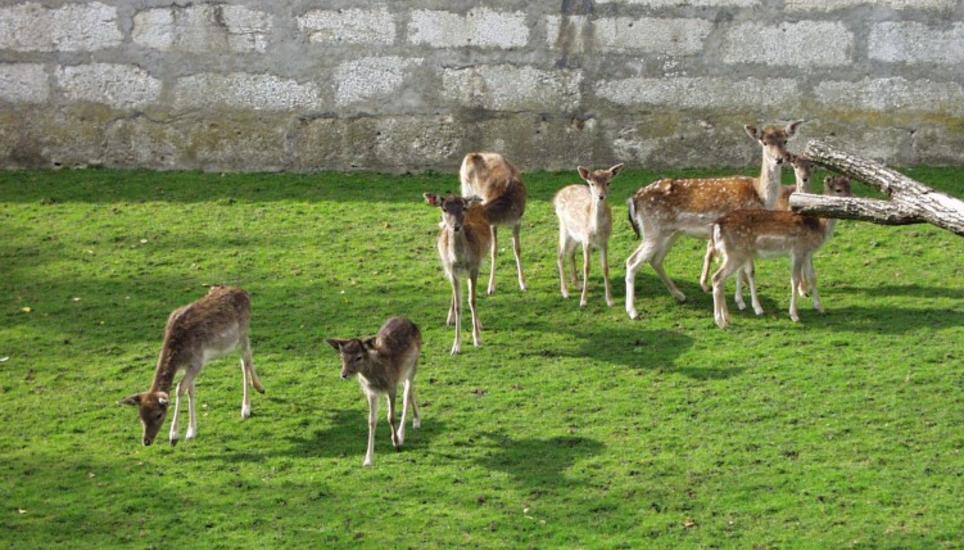 Die Damhirsche bleiben weiterhin im Munotgraben. Bild: RM