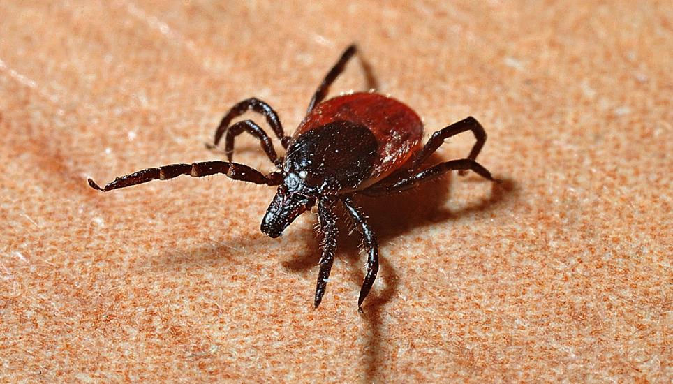 Zecken sind vor allem im Kanton gefährlich. Bild: Pixabay
