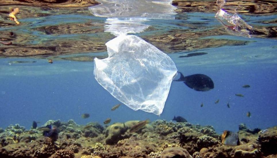 Fische schwimmen bei einem Korallenriff im Roten Meer – dazwischen eine Plastiktüte. Bild: KEY