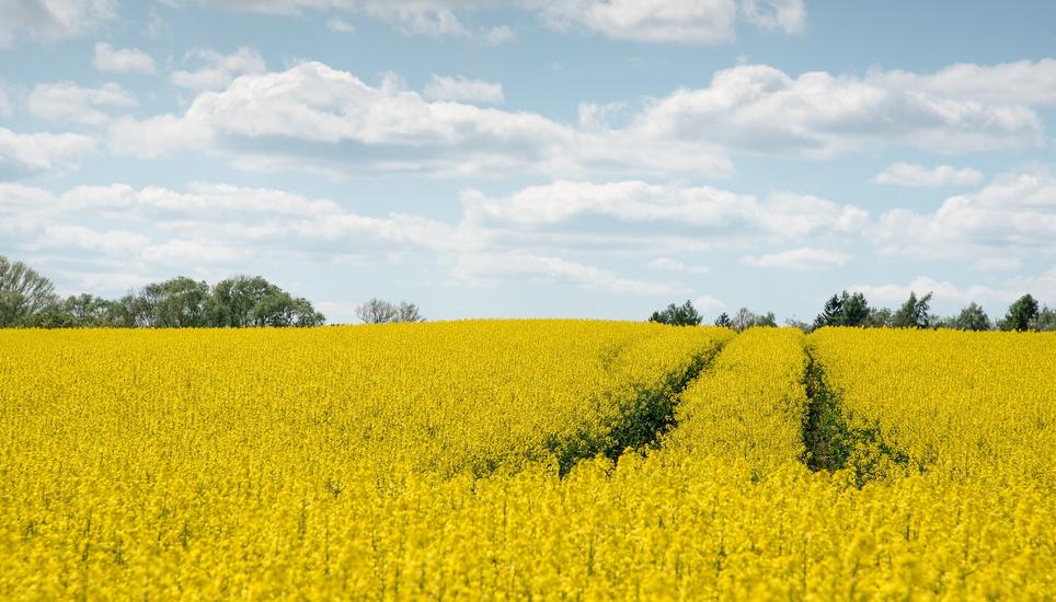 Die Schaffhauser Landwirte gehen umsichtig mit der Natur um. Bild: Pixabay