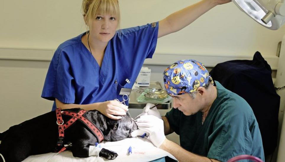 Dr. Daniel Koch schneidet Flo die Nüstern auf, damit sie wieder frei atmen kann. Assistiert wird er von der Tiermedizinischen Praxisassistentin Leandra Tschudi. Bild: Thomas Brack