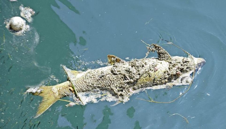 Für die Fische im Rhein wird es nun richtig gefährlich. Auf dem Bild ist eine tote Barbe zu sehen. Bild: Selwyn Hoffmann