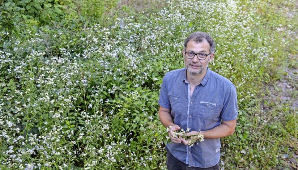 Roman Fendt, Fachbereichsleiter Biosicherheit beim Interkantonalen Labor, umgeben von Berufkraut – einem invasiven Neophyten. Bilder: Selwyn Hoffmann