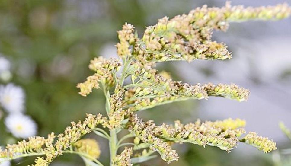 Die Goldrute ist ährenförmig und hat viele kleine gelbe Blüten. Die Verwechslungsgefahr ist bei ihr gering. BILD ZVG
