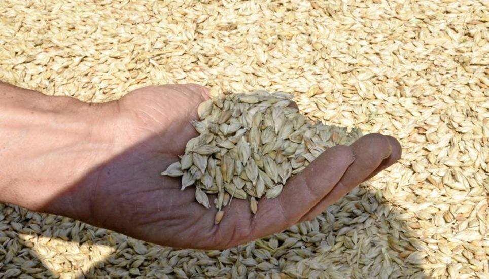 Landwirt Hans Peter Steinegger aus Neunkirch präsentiert seinen Emmer – eine alte Getreidesorte, die im Klettgau wieder angebaut wird. Bilder: Luc Müller