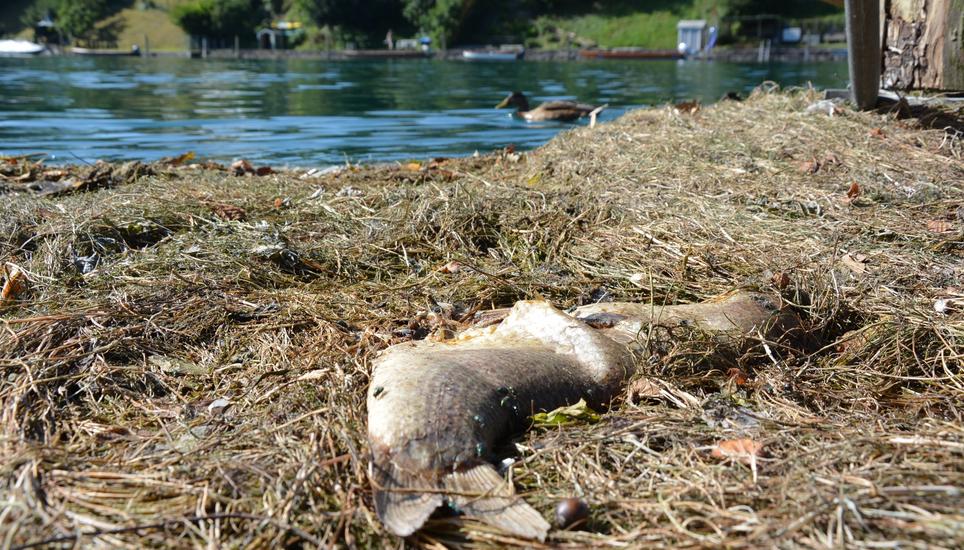 Es ist und bleibt kritisch für die Fische im Rhein. Bild: Maria Gerhard