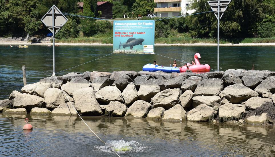 Im Auffangbecken finden die Fische derzeit Zuflucht. Bilder: Darina Schweizer
