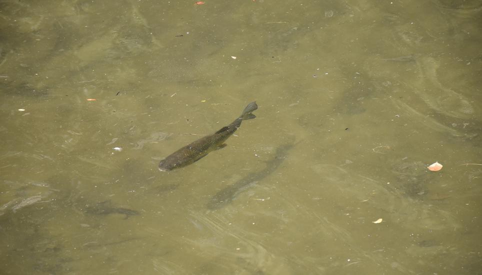 Im Auffangbecken finden die Fische derzeit Zuflucht. Bilder: Darina Schweizer