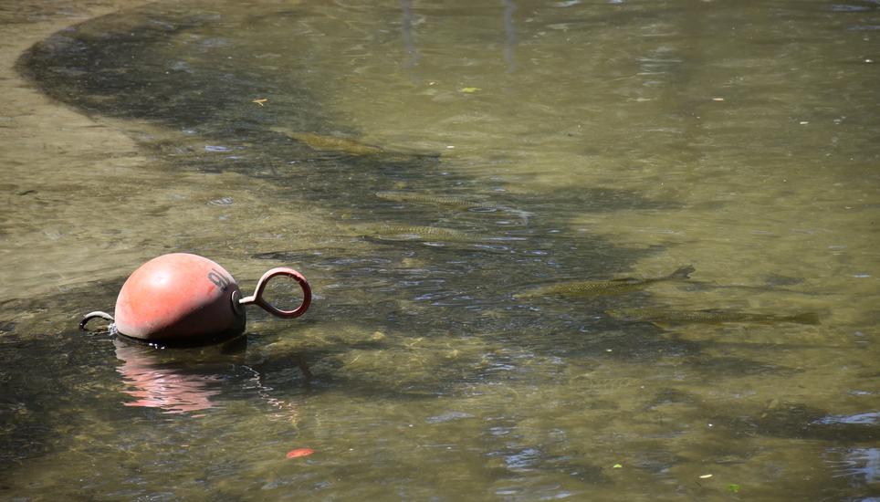 Im Auffangbecken finden die Fische derzeit Zuflucht. Bilder: Darina Schweizer
