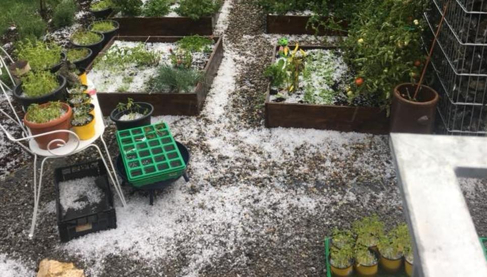Hagelkörner im Garten...