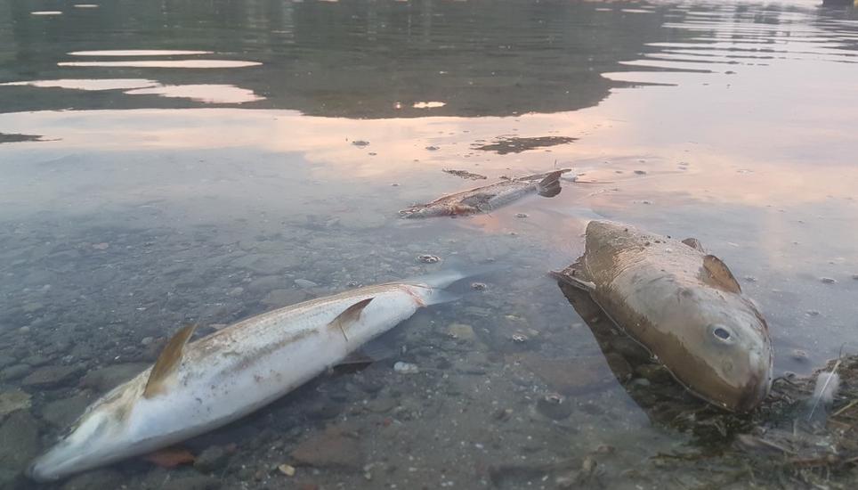 Immer mehr Fische vereenden im Rhein. Bild: SFV-FSP