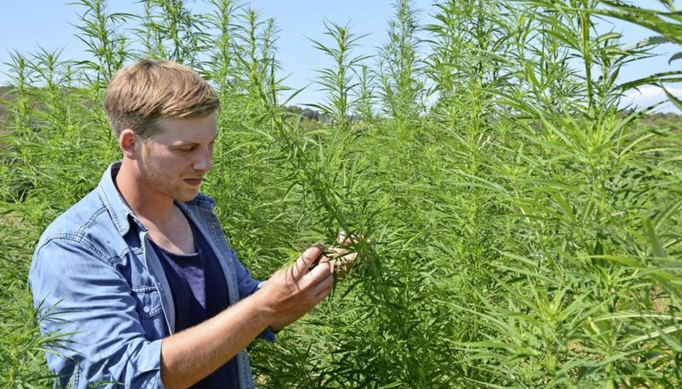 Denis Spitzer (27) und seine CBD-Hanfpflanzen, in die er viel Herzblut und Energie steckt. Bild: Sophie Schäfer