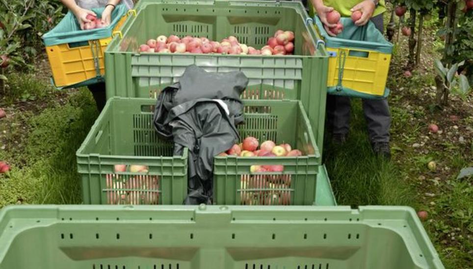 Geschäftsleiter Peter Eichenberger und Erntehelferin Noemi Enderle müssen sich sputen: Durch den Hitzesommer ist das Erntezeitfenster noch kürzer als in anderen Jahren. Bild: Selwyn Hoffmann