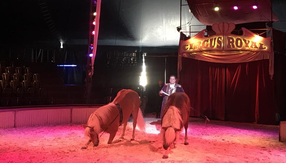 Beim Zirkus war am Freitag niemand für eine Stellungnahme erreichbar. Archivbild: Radio Munot