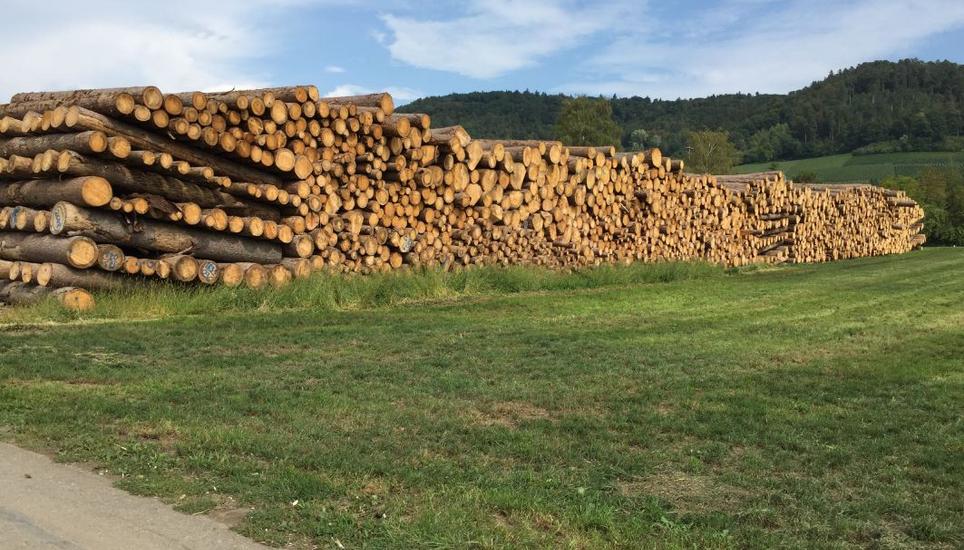 Das Stammertal kämpft noch immer mit dem Borkenkäfer. Bild: RM