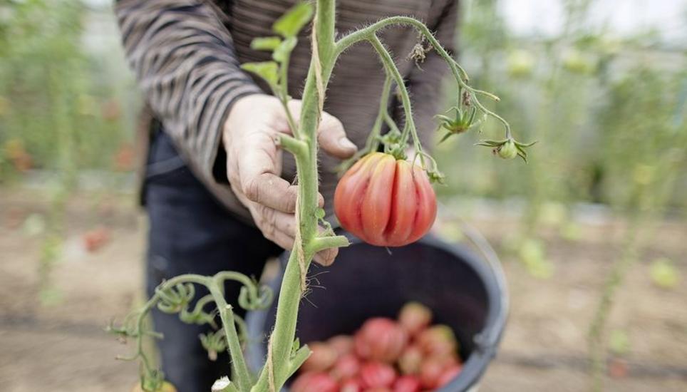 Laut Uniterre sollen Agrarprodukte zu gerechteren Preisen verkauft werden. Das soll die Landwirtschaft wieder attraktiv machen. Bild: Key