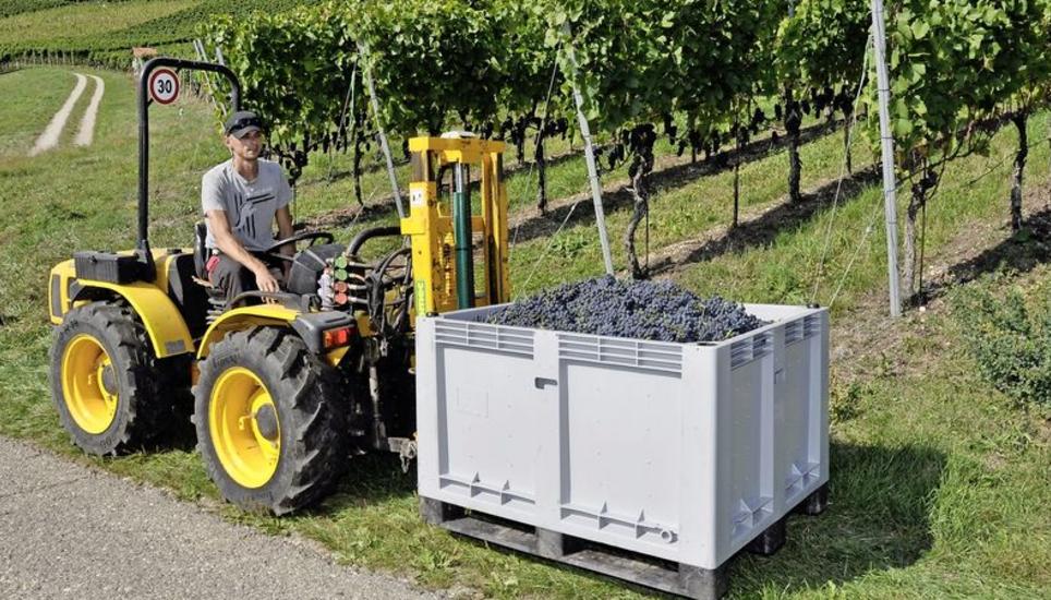 Adam Jendruszko, Rebmeister im Lindenhof Osterfingen, mit einer Stande frisch geernteter, gesunder Blauburgundertrauben für den Pinot noir «7 cépages», der aus sieben verschiedenen Blauburgunderklonen gekeltert wird. Bild: Ulrich Schweizer