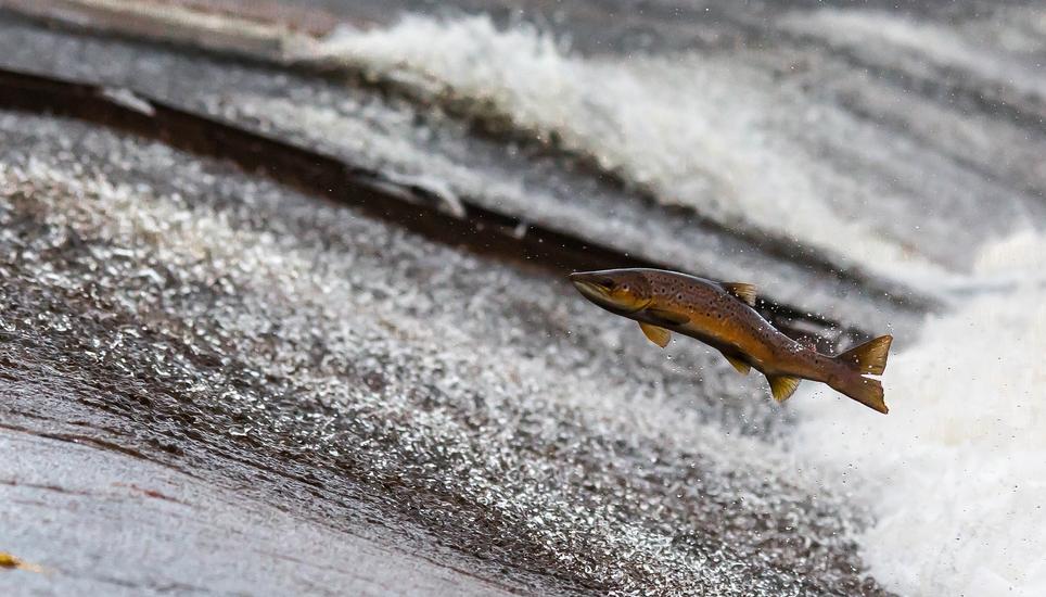 Vor allem Wasserkraftwerke wären ein grosses Hindernis für die Tiere.